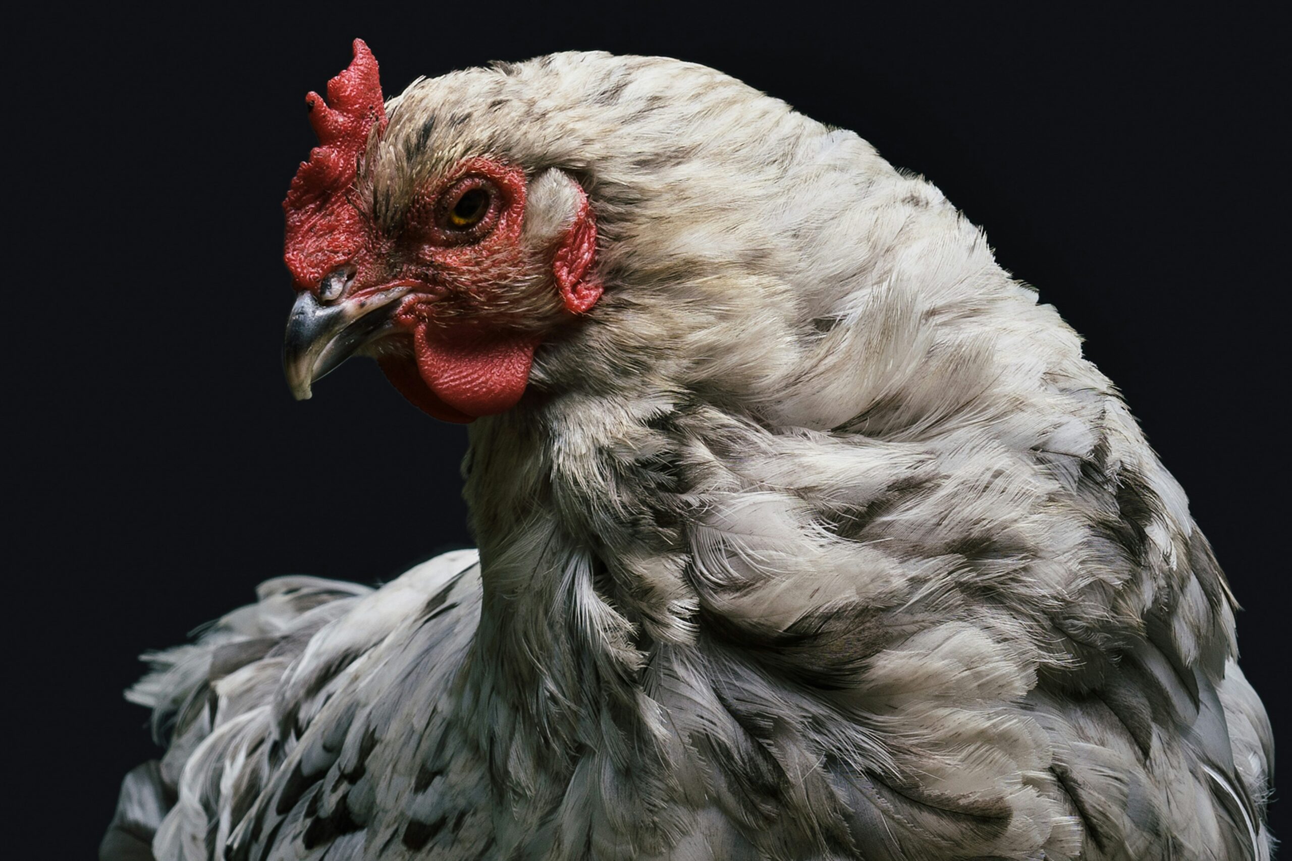 Découvrez la recette du Coq au Vin : un plat traditionnel revisité gray and red rooster